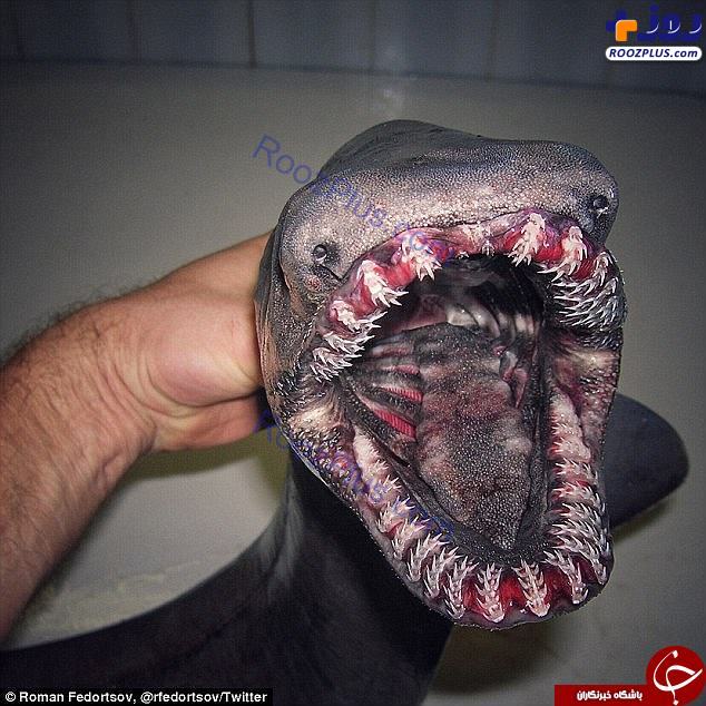 کشف هیولای ترسناک دریایی با ۳۰۰ دندان! +تصاویر