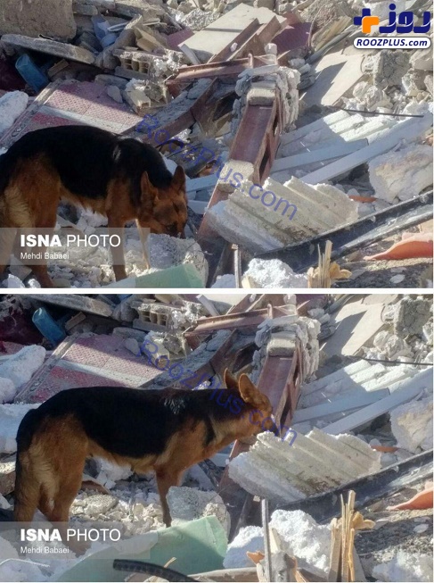 عکس/حضور سگ‌های تجسس پلیس در مناطق زلزله زده