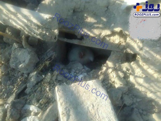 یک مرغ مادر و جوجه هایش از زیر آوار نجات یافتند+عکس
