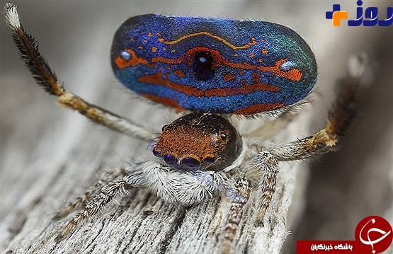 زیبایی خیره کننده عنکبوت طاووسی +تصاویر