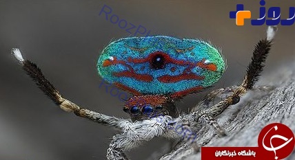 زیبایی خیره کننده عنکبوت طاووسی +تصاویر