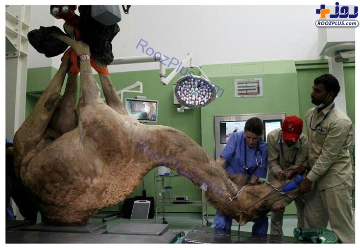 اولین بیمارستان شترها در دبی +تصاویر
