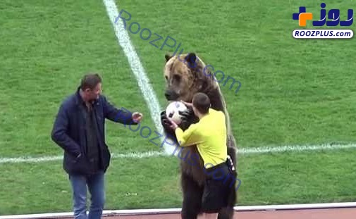 تصویری از یک خرس غول پیکر در میدان مسابقه فوتبال!