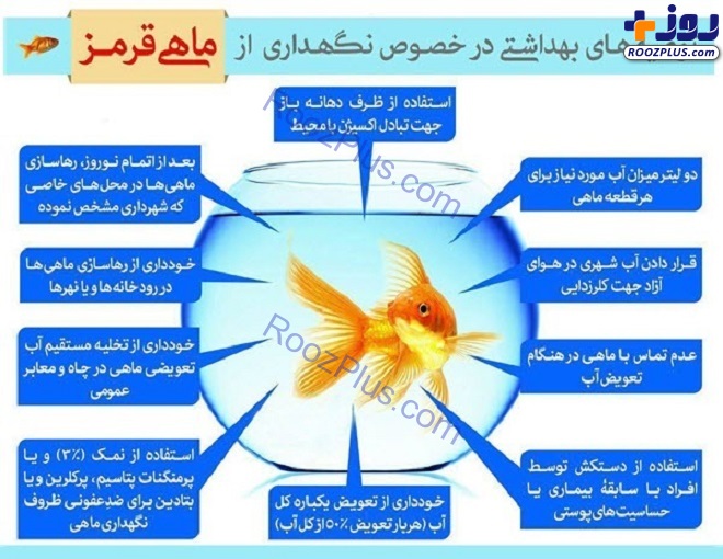 اینفوگرافیک/ توصیه های بهداشتی در خصوص نگهداری از ماهی قرمز عید