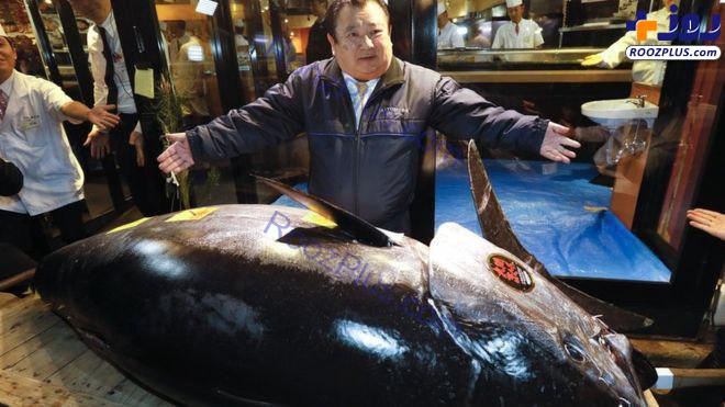 عکس/ «سلطان سوشی» با خرید ماهی تن سه میلیون دلاری رکورد زد!