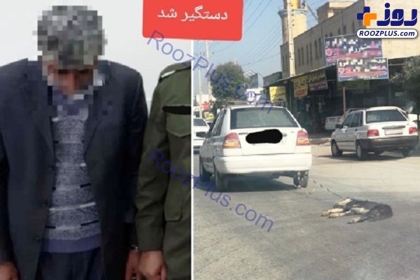 فرد حیوان‌آزار در بوشهر شناسایی و دستگیر شد +عکس