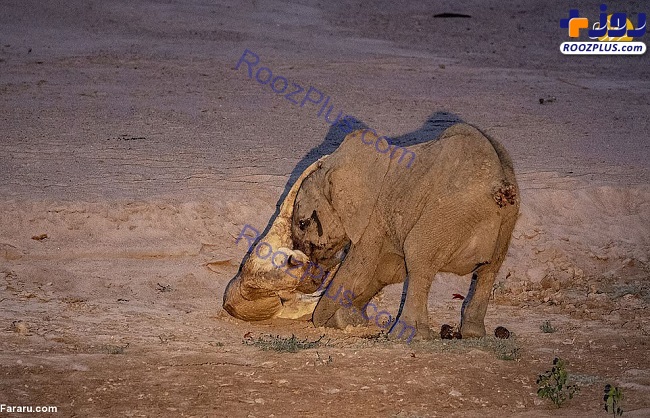 بچه فیلی که شیر را کُشت! +عکس