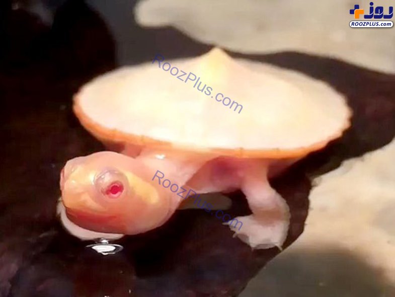 بچه لاک پشتی که قلبش خارج از بدن می‌تپد! +تصاویر