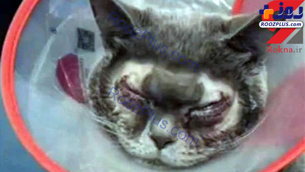 شکنجه گربه خانگی با جراحی زیبایی +عکس