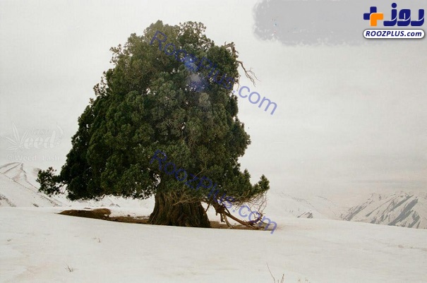 درختی که قبل از هخامنشیان کاشته شده+عکس