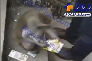میمون دزدی که جیب مردم را خالی می‌کرد! +عکس