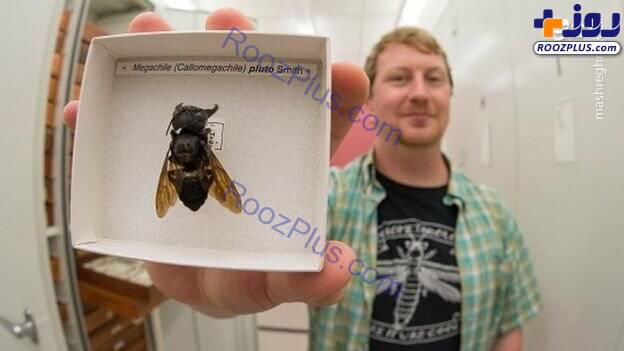 عکس/ بزرگترین زنبور جهان دوباره کشف شد