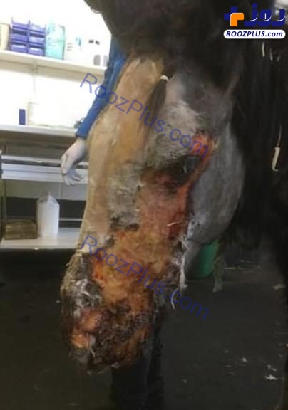تصاویری دردناک از اسید پاشی به روی یک اسب!