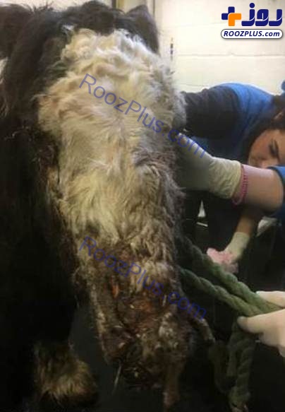 تصاویری دردناک از اسید پاشی به روی یک اسب!