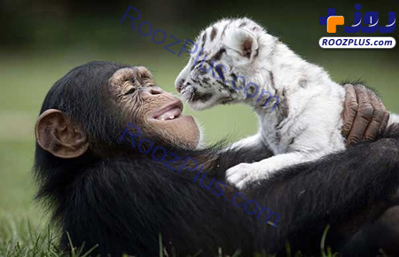 شامپانزه مهربانی که از بچه ببرها نگهداری می کند +عکس