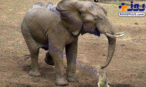 شوخی عجیب و باورنکردنی بچه تمساح با فیل+عکس