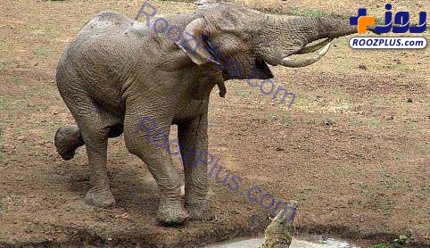 شوخی عجیب و باورنکردنی بچه تمساح با فیل+عکس