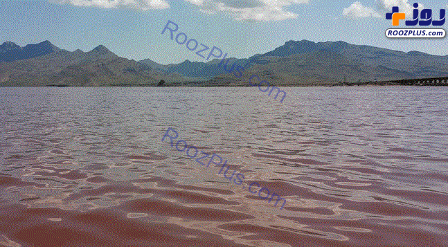 بازگشت حیات به دریاچه ارومیه +تصاویر