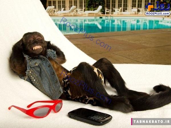 ثروتمندترین میمون جهان و درآمد هنگفتش! +تصاویر