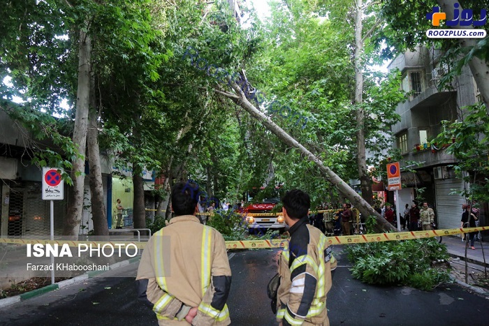 شکسته شدن درختان در پی طوفان تهران +تصاویر