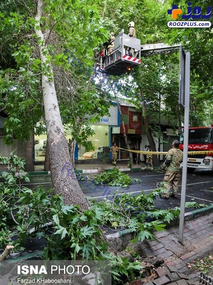 شکسته شدن درختان در پی طوفان تهران +تصاویر