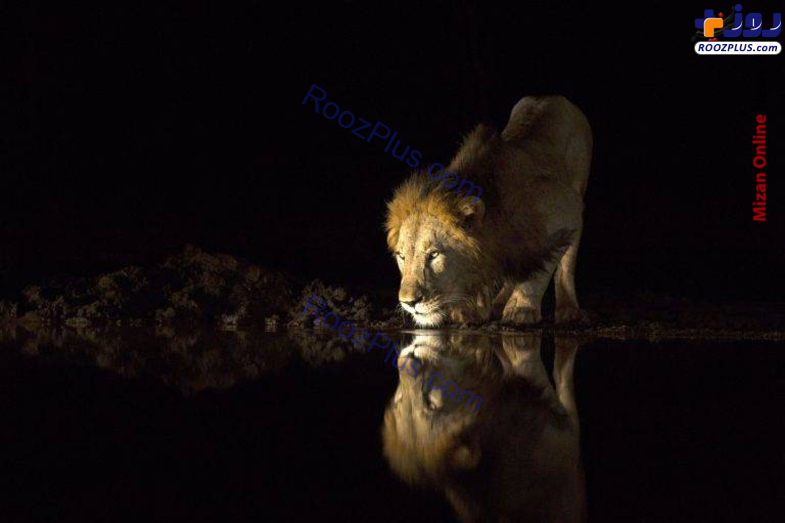 آب خوردن جالب شیر‌ها در شب + عکس