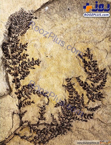کشف قدیمی ترین گل دنیا!+عکس