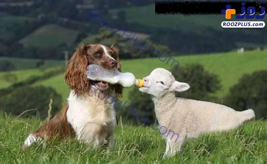 حس مادرانه یک سگ نسبت به گوسفندان یتیم!+عکس