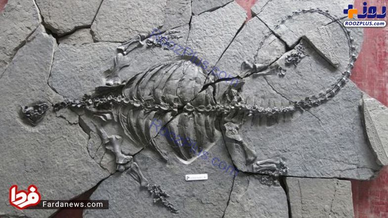 لاک پشت‌های عجیب در ۲۲۸ میلیون سال قبل