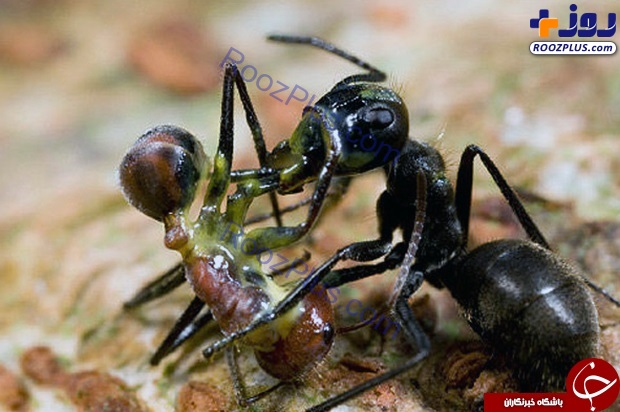 مورچه داعشی کشف شد! +تصاویر