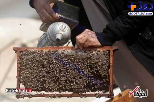 عکس/ درمان بیماران با نیش زنبور عسل!