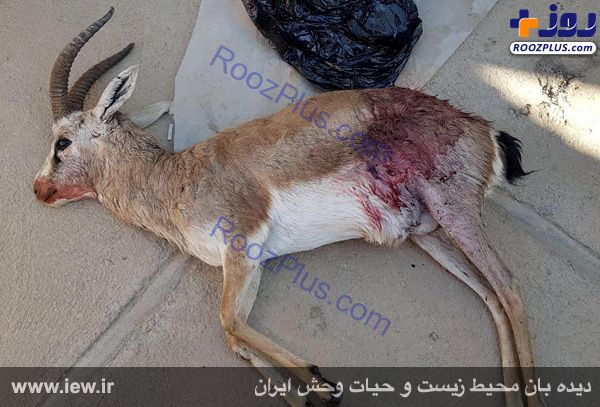 عکس/ کشته شدن دو آهو توسط سگ های گله در کرمانشاه