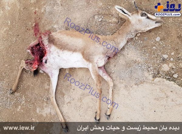 عکس/ کشته شدن دو آهو توسط سگ های گله در کرمانشاه