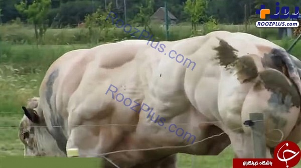عضلانی‌ترین گاو جهان+عکس