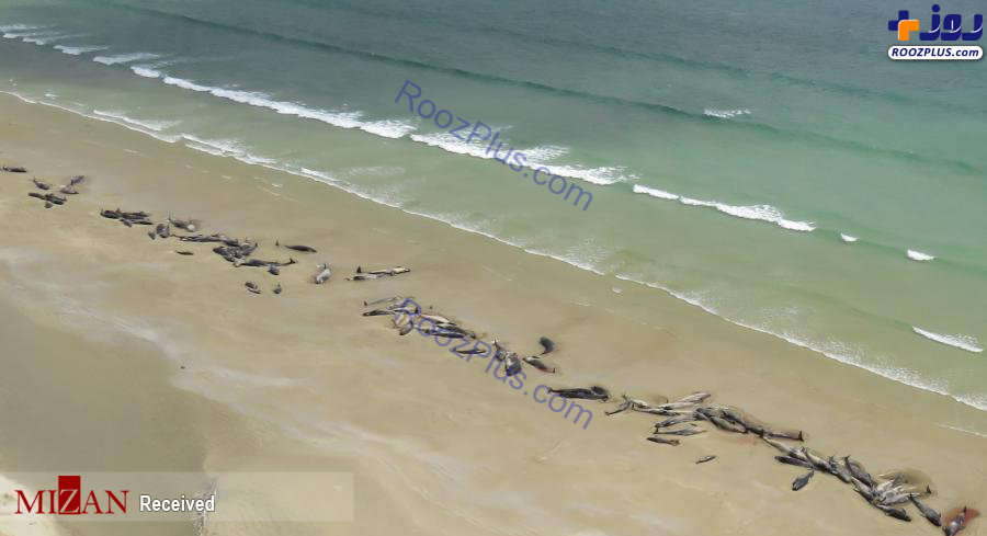 عکس/ خودکشی دسته جمعی نهنگ ها در سواحل نیوزلند