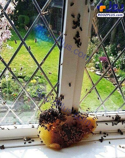 خانه‌ای که حدود 22000 کلونی زنبور عسل دارد! + تصاویر
