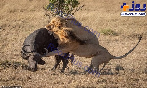 لحظه‌ حمله شیرها به یک بوفالو+عکس