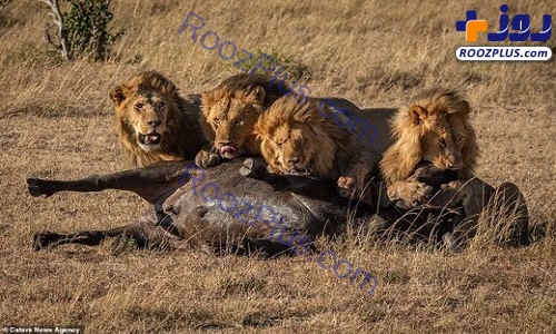 لحظه‌ حمله شیرها به یک بوفالو+عکس