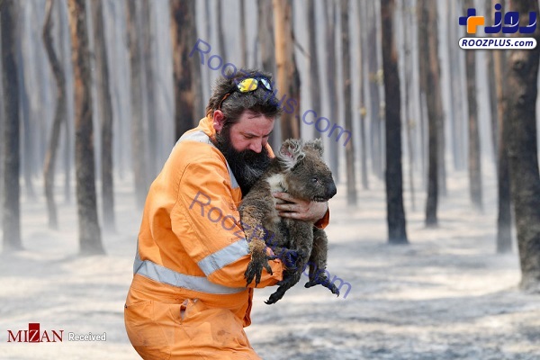 حیوانات جنگل‌های استرالیا اسیر آتش +عکس