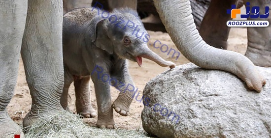 بچه فیل تازه متولد شده در باغ وحش+عکس