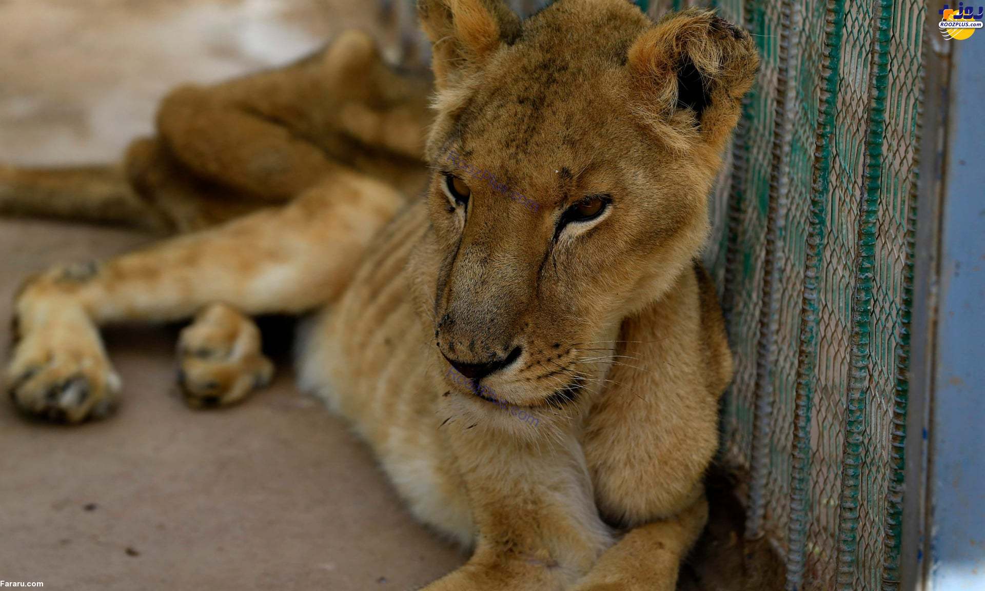 عکس/تصاویر هولناک از مرگ تدریجی شیرها از گرسنگی در باغ وحش!