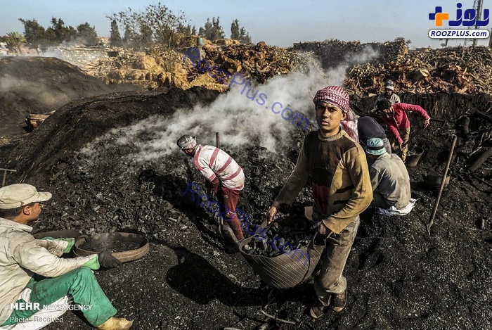 عکس/کارخانه تولید ذغال در مصر