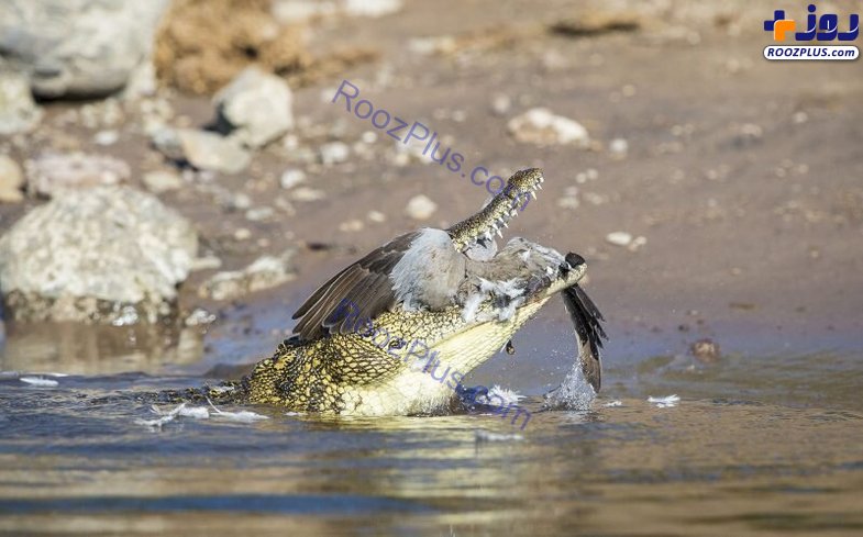 لحظه شکار کبوتر توسط تمساح/تصاویر