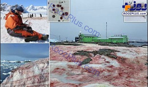 بارش برف هندوانه ای در قطب جنوب! +تصاویر