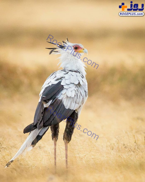 «مرغ مُنشی» پرنده زیبایی که نماد آفریقای جنوبی شد +عکس