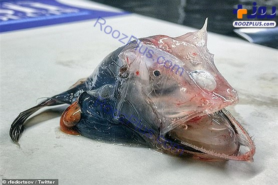 صید یک ماهی عجیب و غریب در استرالیا