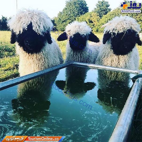 بانمک‌ترین گوسفندان دنیا در سوییس! +تصاویر