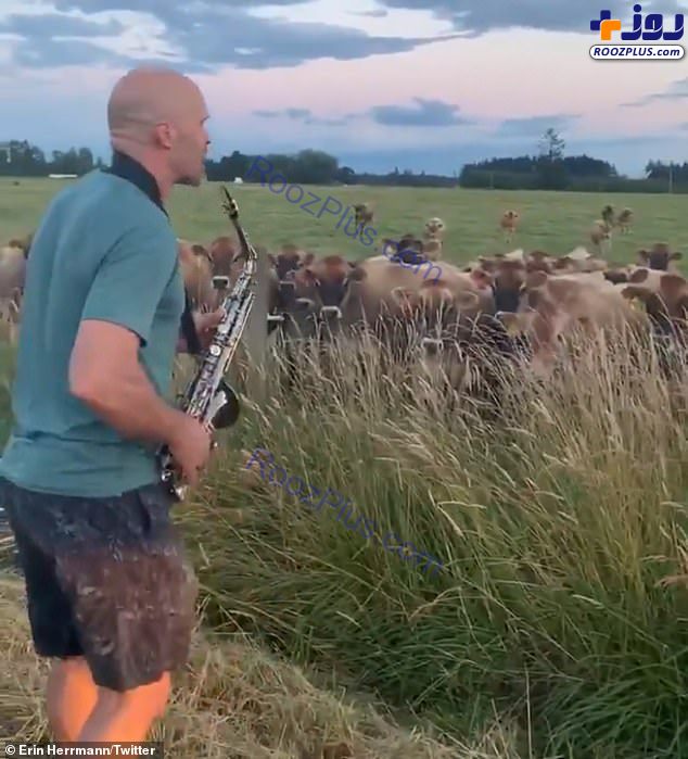 موسیقی نواختن مرد کشاورز برای گاوها/عکس