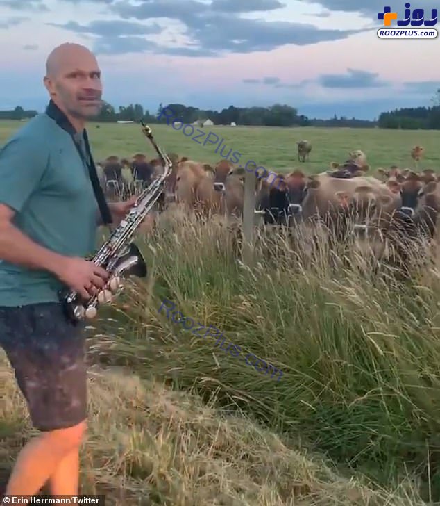 موسیقی نواختن مرد کشاورز برای گاوها/عکس