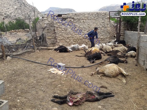 حمله گرگ ها به دام های یک روستا +عکس